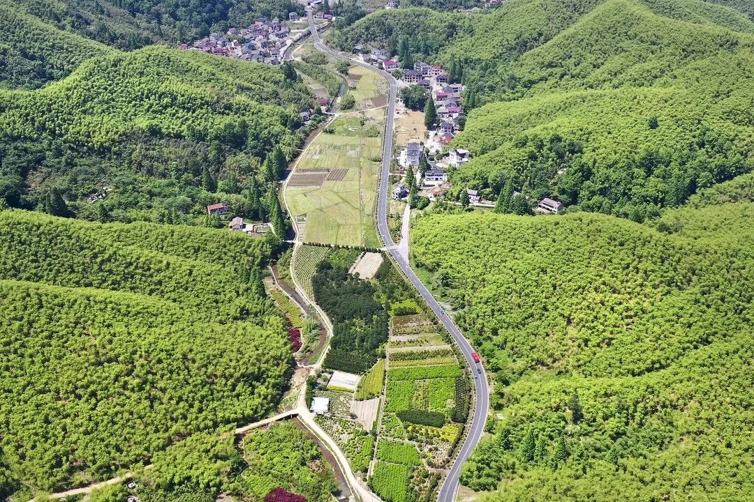 竹海漪漪新風起：湖州安吉竹產業(yè)如何“二次振興”