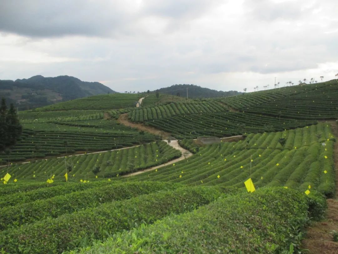 五部門發(fā)文！“光伏+農業(yè)”，優(yōu)先考慮