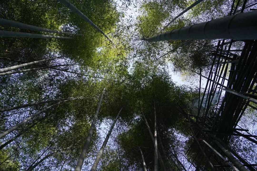 科技助力，讓安吉百萬畝的毛竹林變成綠色銀行